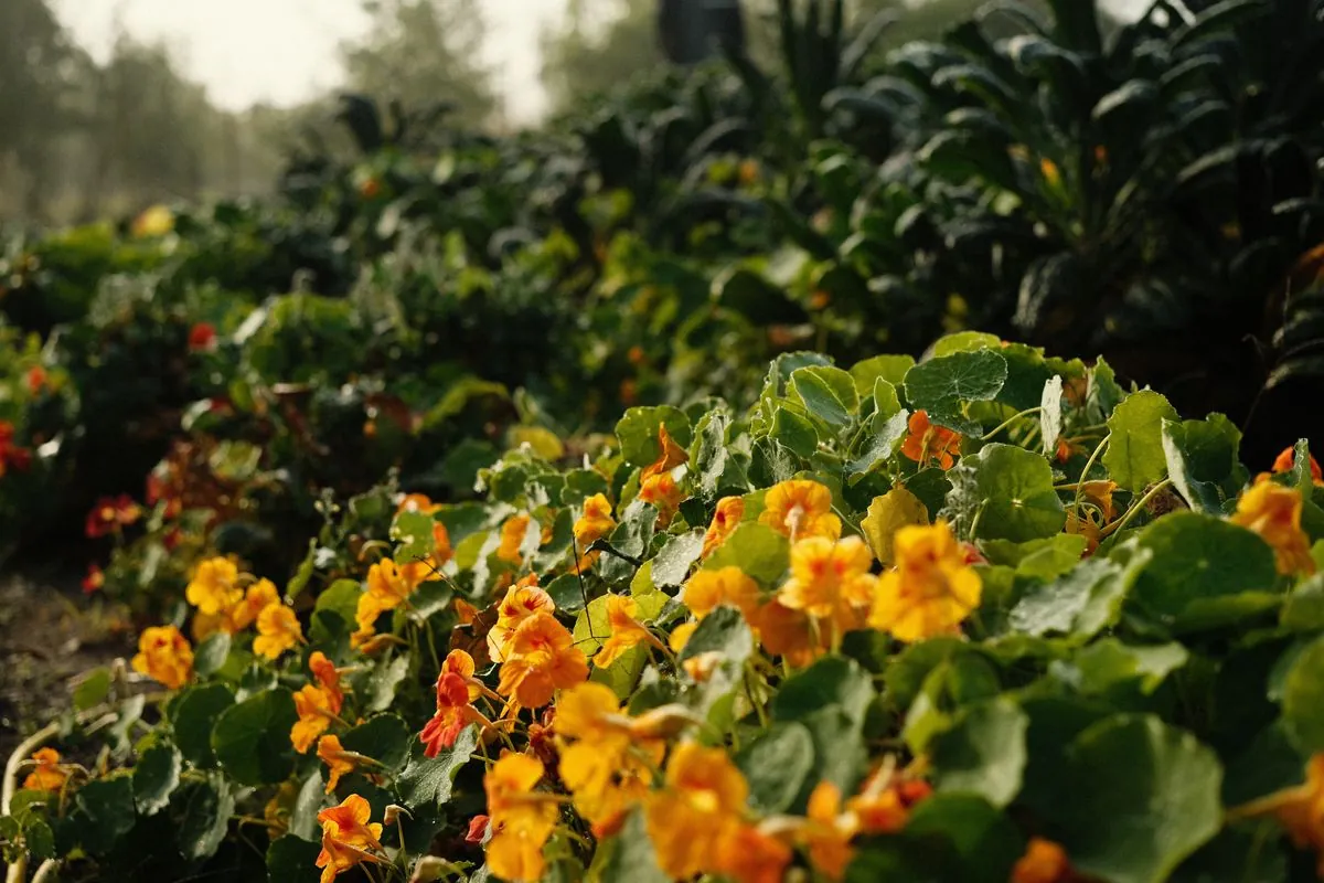Erntekorb von oben gefüllt mit frischem Gemüse