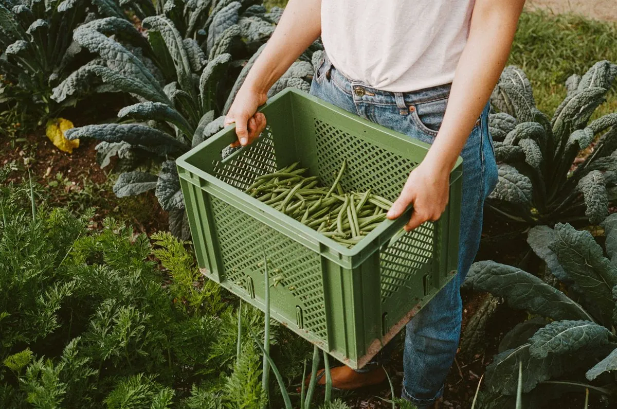 Bohnen werden von Hand geerntet